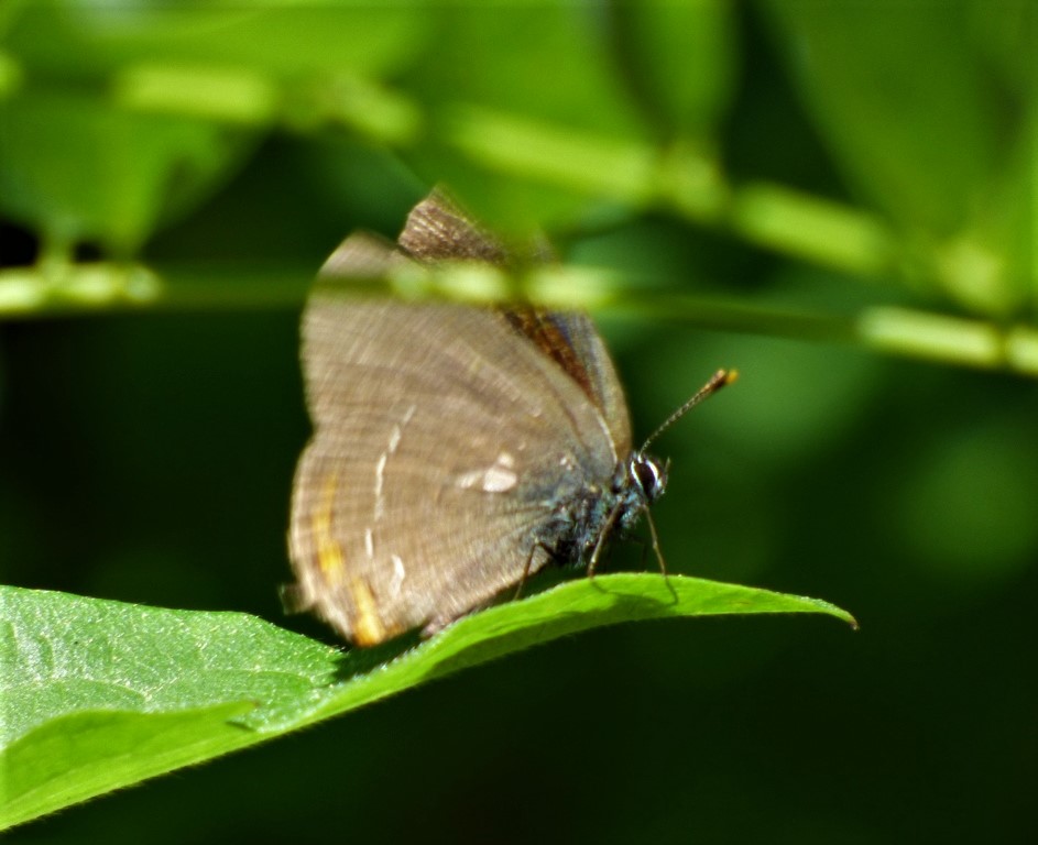 Farfalla da indentificare: Satyrium ilicis - Lycaenidae